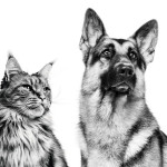 GERMAN_SHEPHERD___MAINE_COON_-_B_W_-_BRAND_EMBLEMATIC_-_FAQs_Med._Res.___Basic